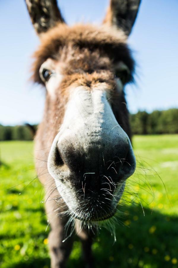 Clissmann Horse Caravans Glamping ラスドラム エクステリア 写真