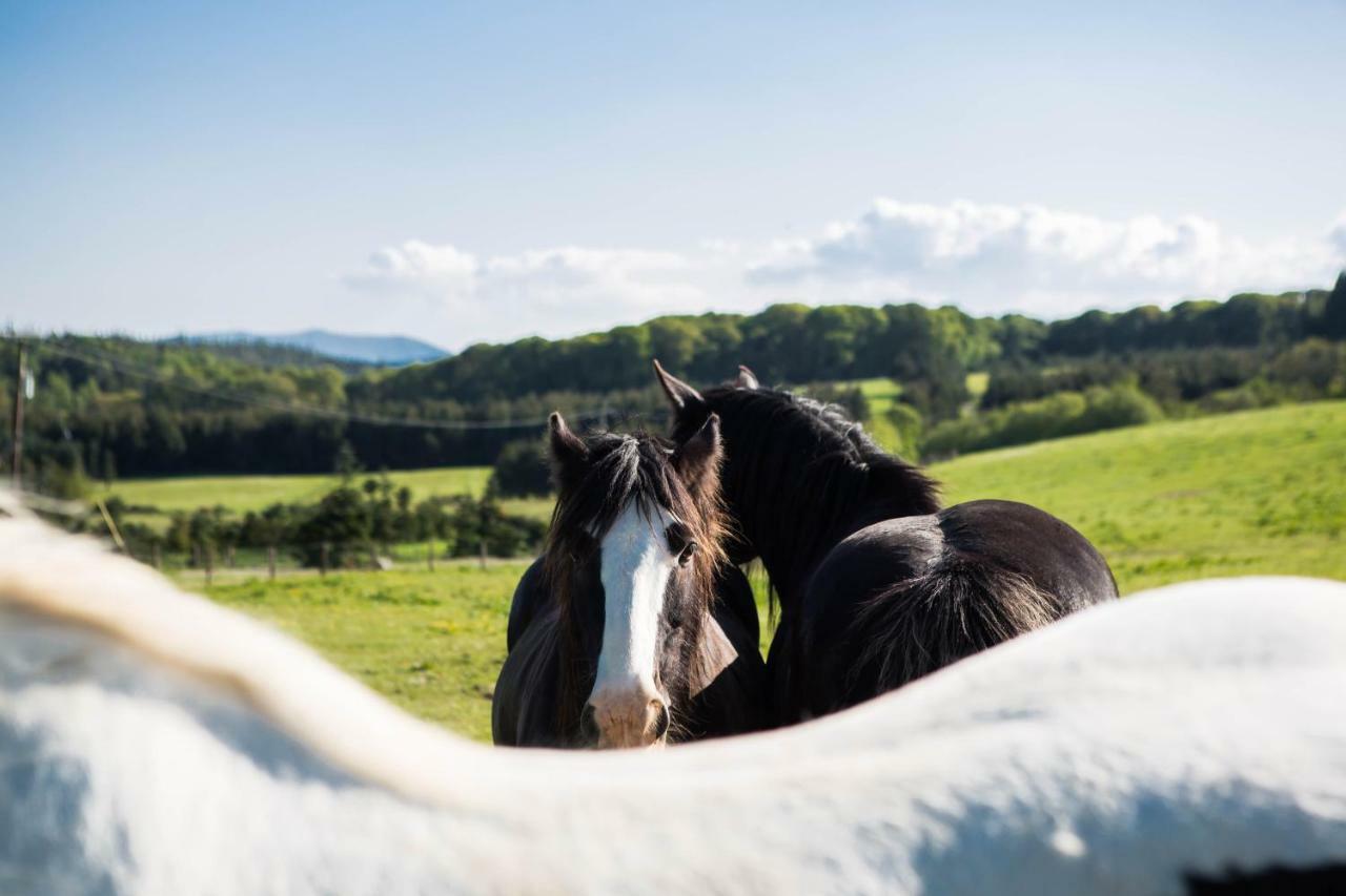 Clissmann Horse Caravans Glamping ラスドラム エクステリア 写真